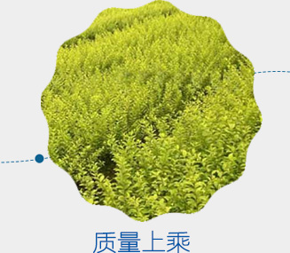 质量上乘