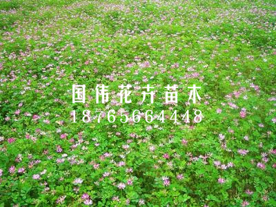 醡浆草
