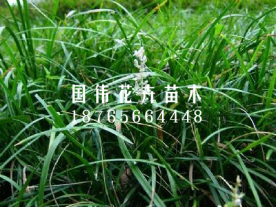 麦冬