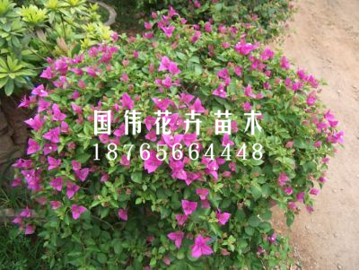 三角梅