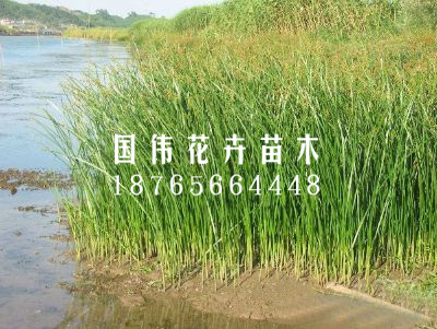 水葱
