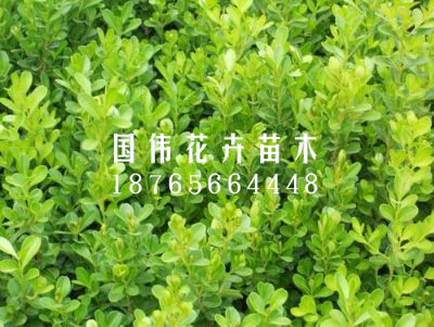 瓜子黄杨