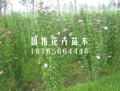 丛生木槿