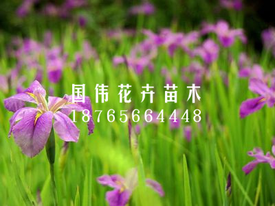 水生鸢尾