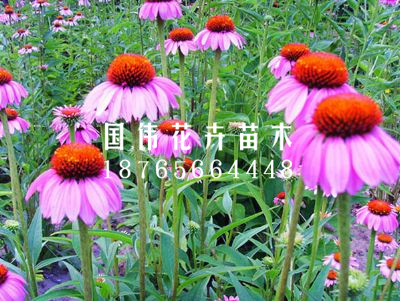 松果菊