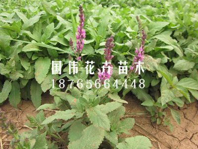 鼠尾草