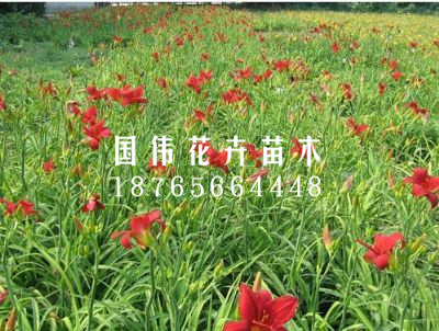 鸿运萱草