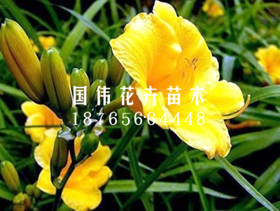 大金娃娃萱草