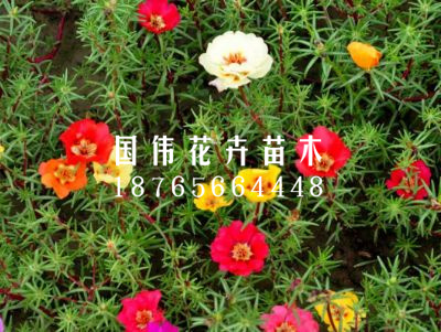 半枝莲