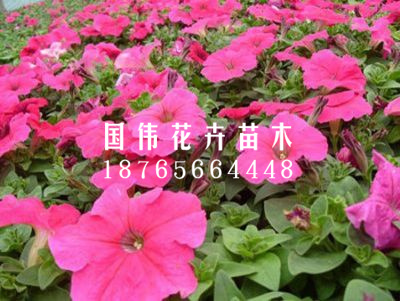矮牵牛