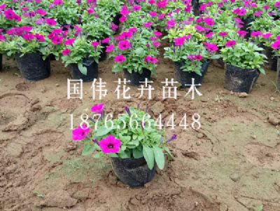 垂吊牵牛