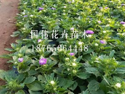 翠菊