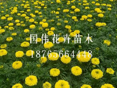 万寿菊