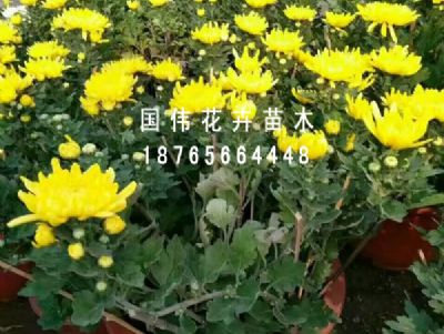国庆菊