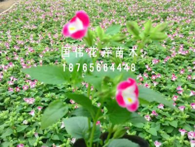 夏瑾