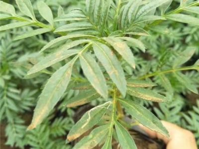 万寿菊