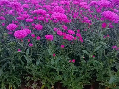 丹麦翠菊